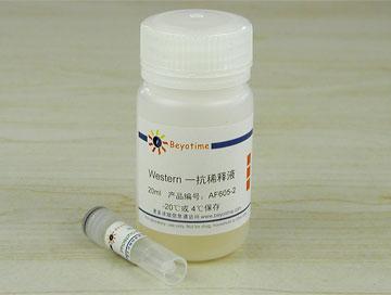 Phospho-FoxO1 (Thr24)/FoxO3a(Thr32)抗体(兔多抗)